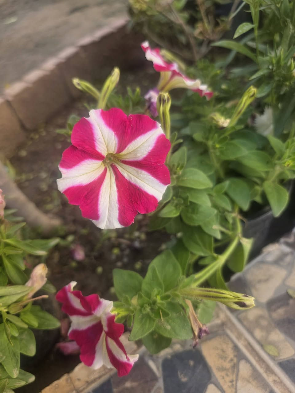 اللهم صل على محمد وآل محمد 🥰
كل هل الجمال  توفر باحجام كبيرة واسعار مناسبة والتوصيل مجاني 🤩


**إذا كنت صاحب هذا الإعلان وتريد حذفه لأي سبب، رجاءا أرسل رسالة إلى الدعم الفني**