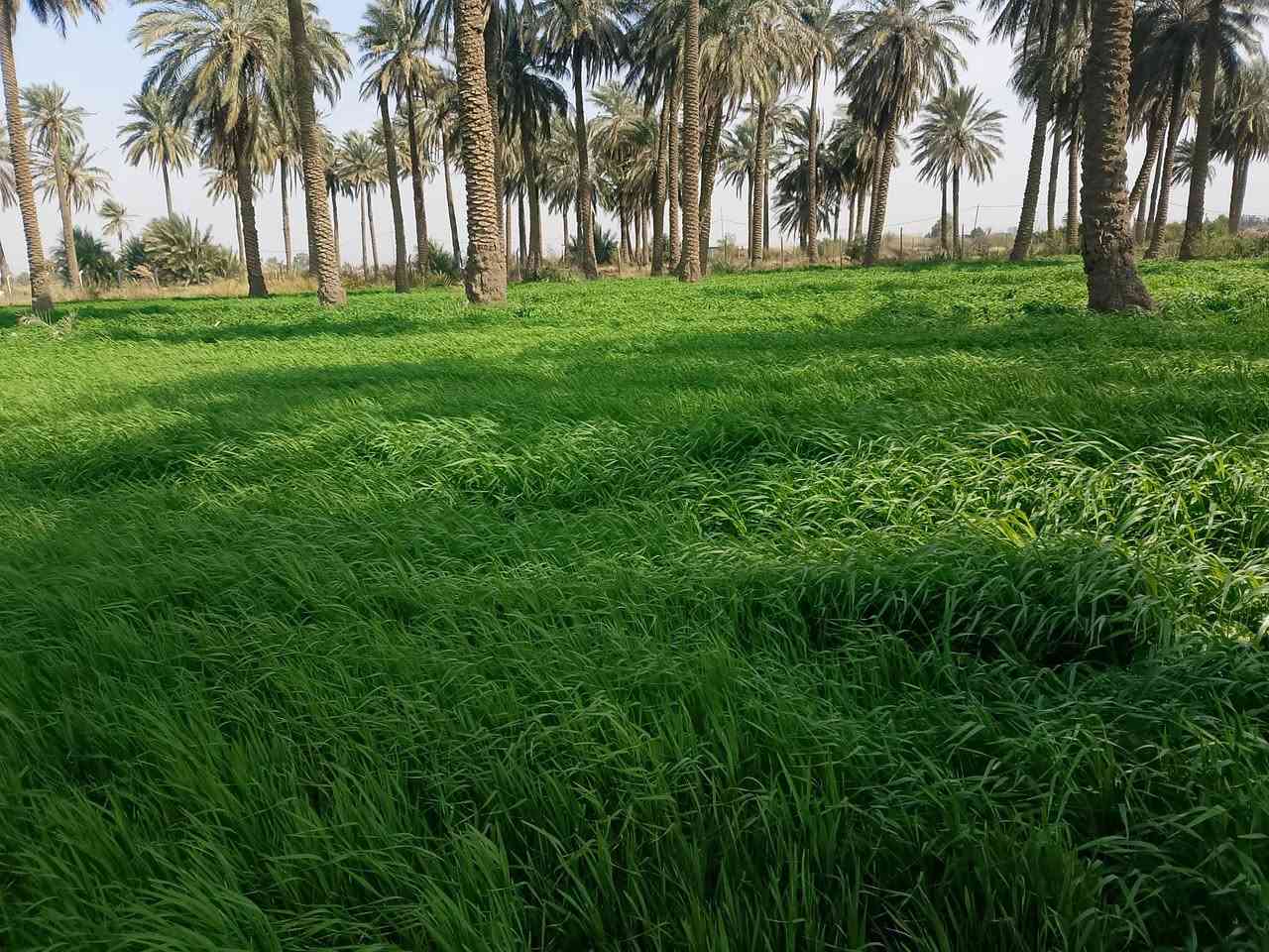 سلام عليكم يوجد أرض زراعيه البيع المساحة 5دونم العنوان كوت اليوسفيه للاستفسار ***********
