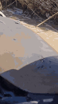 سلام عليكم  دراجه فراشه   للبيع محرك  لاتخبير لاتنقيص ناعمه   خير من الكهربائيات   شغاله هندر سلف   لايتات  بك لايت اشاير هورن كله تمام  كفرات موجود    شراي بيك خير وتدلل *********** واتساب فقط....   او ادخل خاص👍🏻
