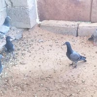 فروخ زواجل • عدد ٢٠ • وبي مجال
