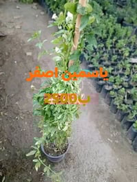 نباتات شمسية • مجموعة نباتات • توصيل ببغداد