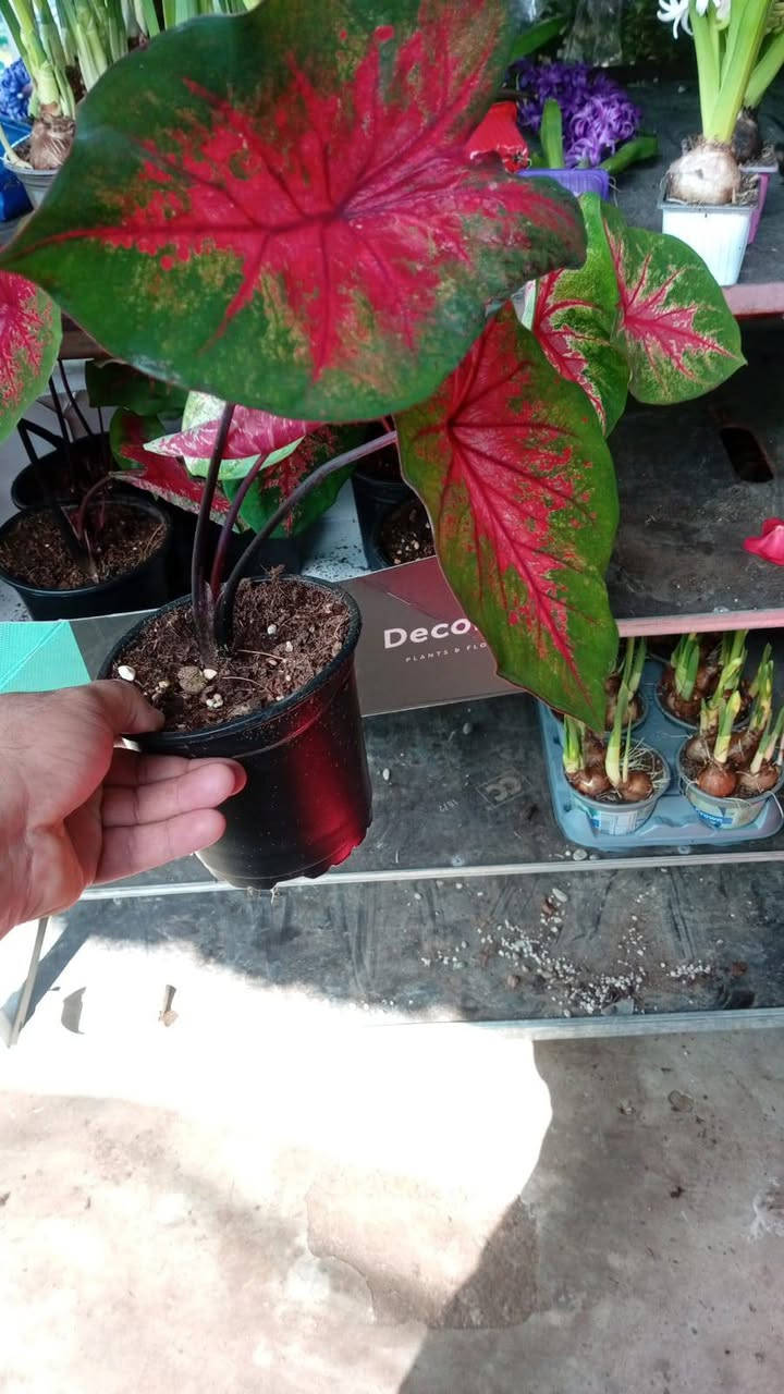 البساطة لا تكلّفك الكثير ! 
دع لقلبك فُرصة النقاء وّ استمتع بالحياة💚

نبتة طبيعية في بيتك تزيده جمال ✨  
وتبعث في النفس راحة وطاقة إيجابية طول الشهر الكريم 🌿🦋
#نباتات_ظلية جديدة توفرت اليوم 
(وصلنا كف الوز الوان نادرة)
ونباتات مائية شوفوا الصور وجمالهم 👇
للحجز والاستفسار مراسلة الصفحة 
توصيل متوفر لكل المحافظات


**إذا كنت صاحب هذا الإعلان وتريد حذفه لأي سبب، رجاءا أرسل رسالة إلى الدعم الفني**