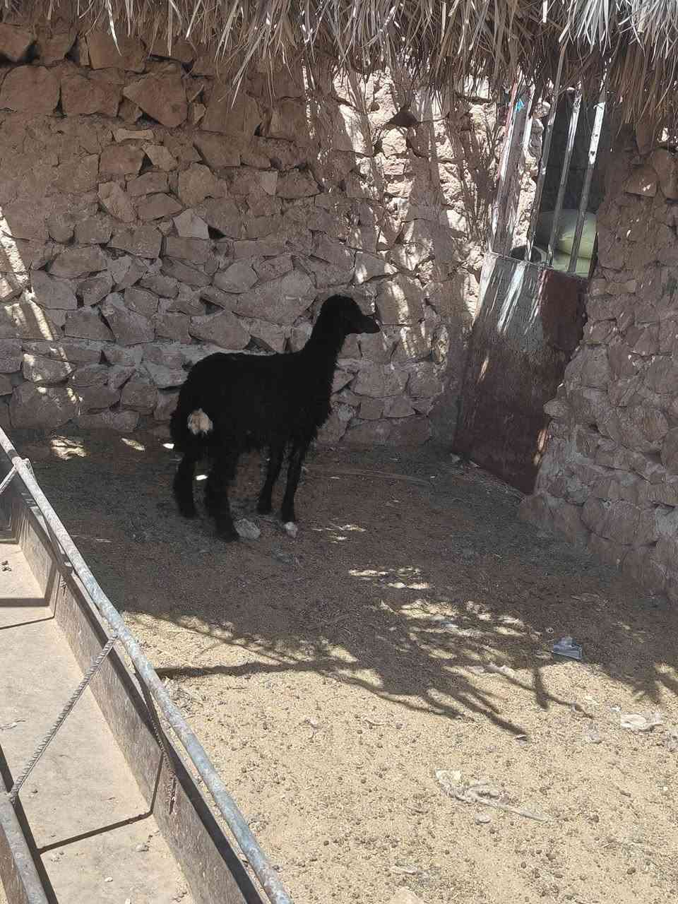متاح فطيمه بنت لعام غره سود وين عشاق غره حشنه وشكه طويله وسمن شرط نصاح شتريد ترهم حلوه حلال رقم واحد نضيف حلوه سعر خاص مكان بروانه سنجك يوجد توصيل حسب لاتفاق ***********
