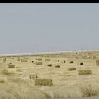 تبن • كبس تبن • تبن مكبوس • تبن للبيع