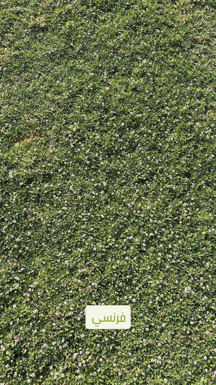 العين لتجهيز كافة انواع الثيل الطبيعي 🌿🌱
 نقدم لكم افضل انوع الثيل الطبيعي عالي الجوده يتحمل كافه الظروف البيئية🌦️🌞
الانواع المتوفرة (هندي - فرنسي - ايطالي )
#مستعدون لتجهيز وفرش الحدائق🏡 ودوائر الدولة🏡والمنازل🏡
و تجهيز الملاعب🏟️ والمنتزهات بانسب الاسعار مع #ضمان الجودة العالية في العمل👷
مع خدمة التوصيل كافة المحافظات 
#الاسعار 💵💸 تختلف حسب الكمية 
 التواصل مع الصفحة عن طريق ارسال رسالة على الوتساب او الاتصال
‏‪***********‬‏
‏‪***********‬‏
#العراق #بغداد
