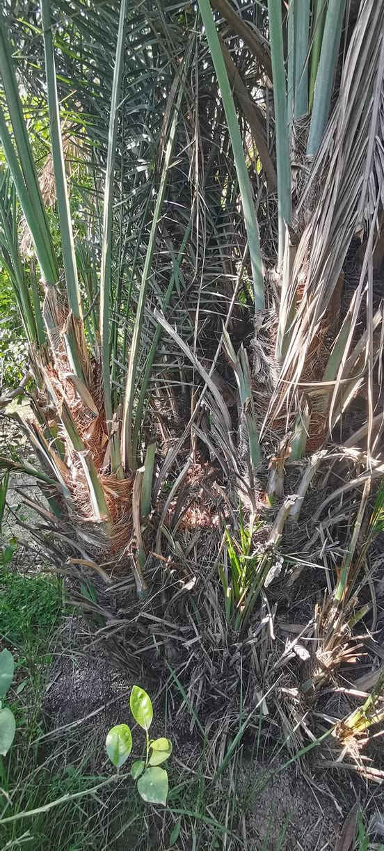 متـــــوفــــر
كــــراااااااين زهدي مثل ماواظح بالصوره
متـــــوفــــر فسائل خضراوي مندلي
متــــــوفــــر فسائل بـــربــن
متــــــوفــــر فسائل خضراوي بصره
متــــــوفــــر فسائل خستاوي حــر
***********
