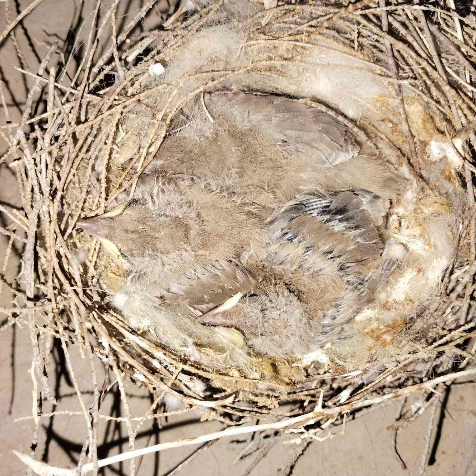 سلام عليكم بلبل روسي  جبلي للبيع نفس الي بصوره العدد 3 اتصل وبيك خير ودلل ***********
