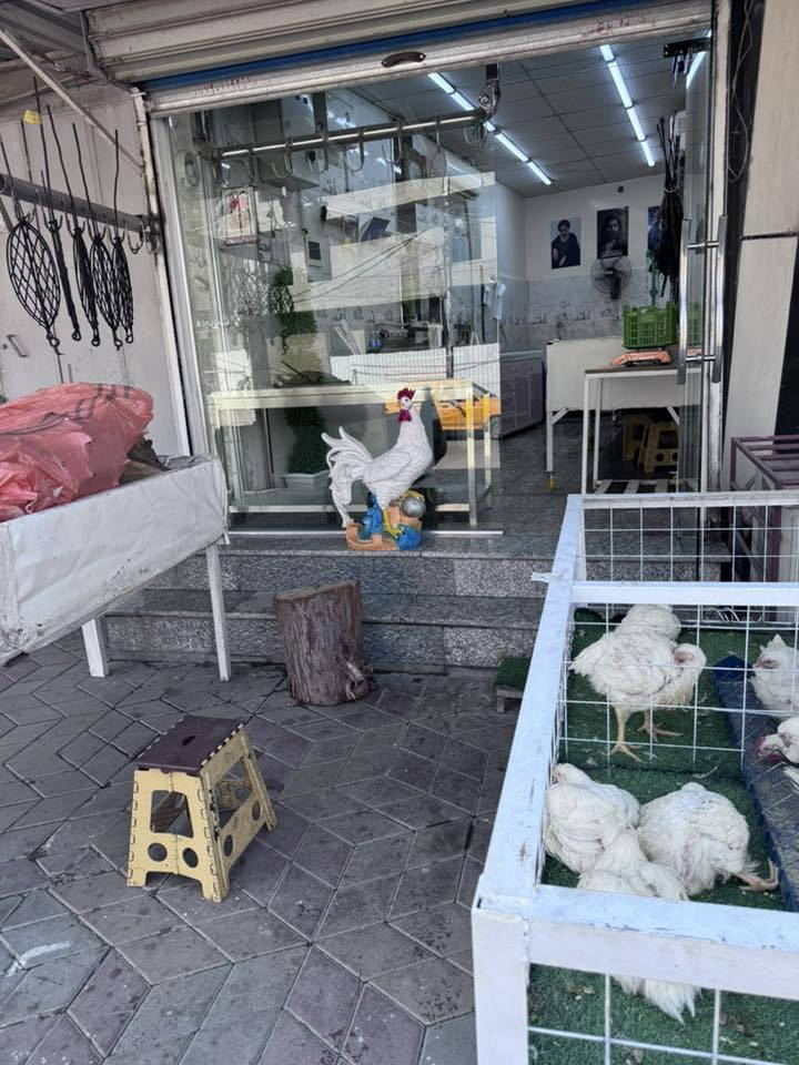 سلام عليكم محل اسماك ودجاج للبيع كامل جاهز مكانه مشتل شارع تجاري موقع كامل ما عايز اي شي  للستفسار ***********
