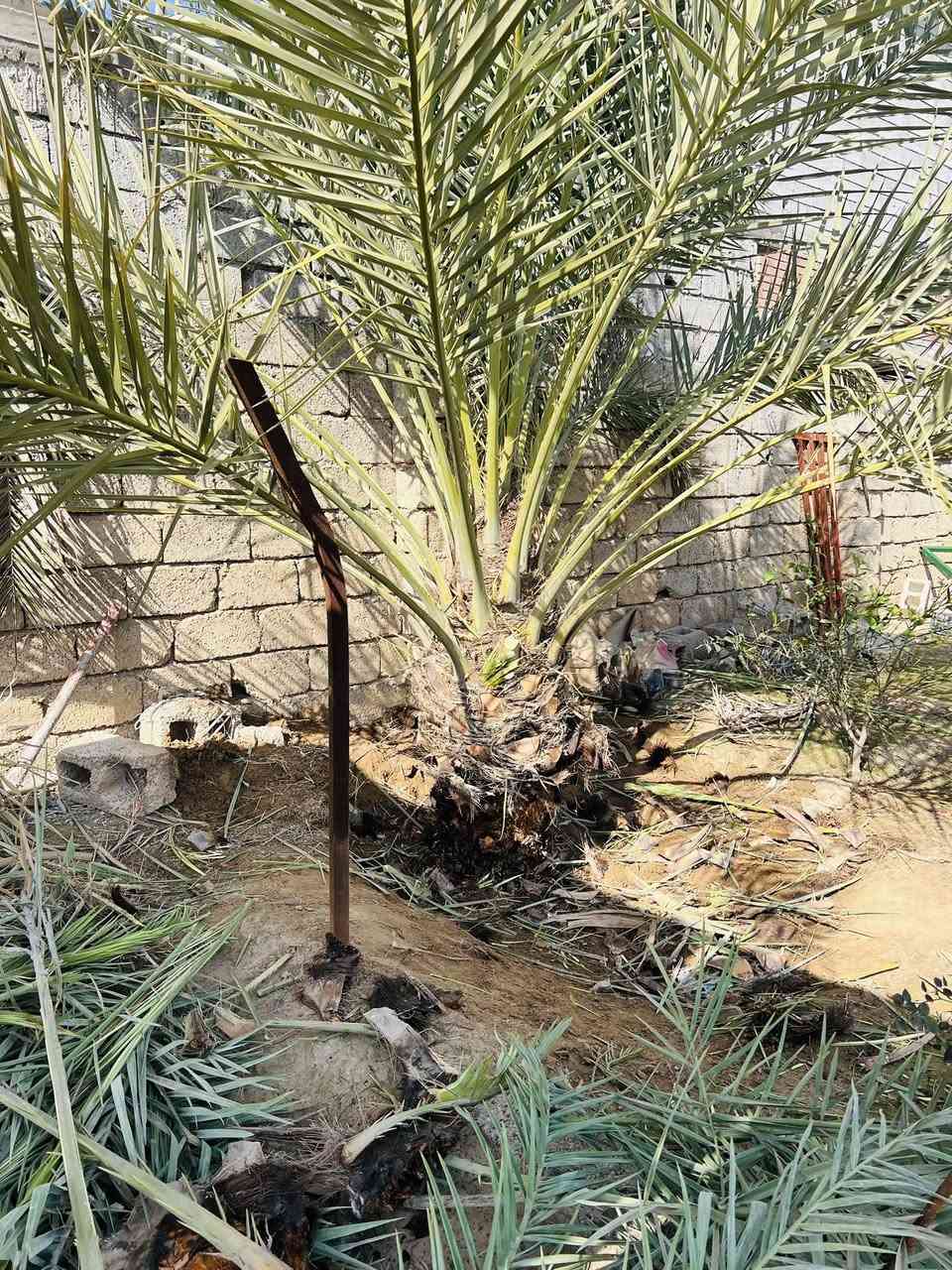 عمل اليوم في ناحية الزاب بتاريخ 11/2/2026 الأربعاء 
يم العم حسن العيسى ابو عمر 
الشغل هوا يقيم نفسو
قلع الفسائل و تكريب و تنضيف العناكيد القديمة و الأشواك 
اتصل وتدلل
للأتصال ***********
#تكريب
#تكريب_النخيل
#تكريب_وتنضيف_النخيل
