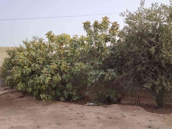 السلام عليكم بيت للبيع طابو زراعي  مساحة البيت ١٩٠متر والكاع نص دونم بين الخزاميه وسمره على طريق الرشيديه السعر ٤٥ اي استفسار اتصل ***********
