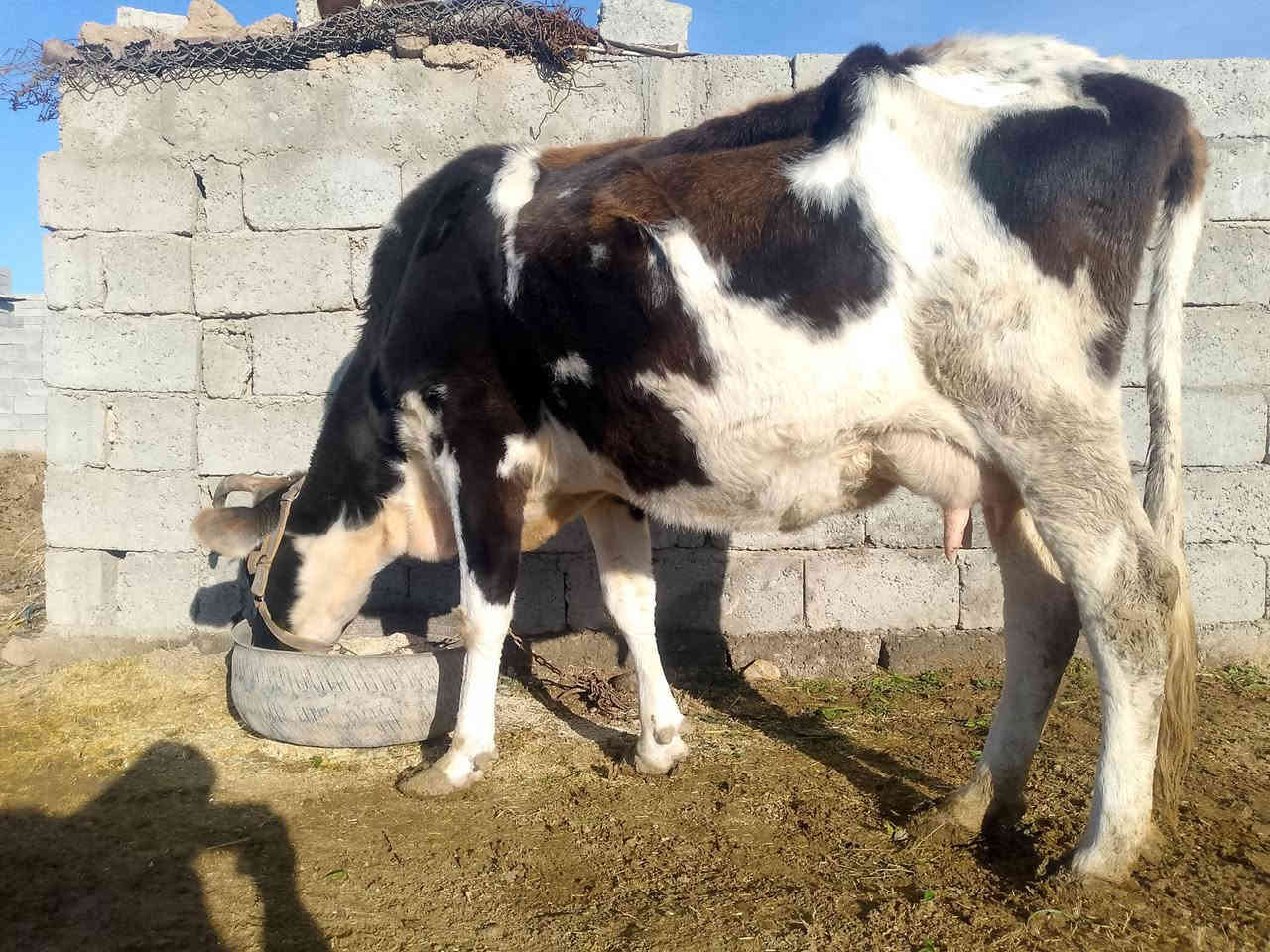 السلام عليكم عندي بقره لجبه عله كل عيب وعشره 4 اشهر شرط فحص بيطري والده اربع ابدطون وحليب خير من الله مليون 425 وبيه مجال المكان الشرقاط اسديره. اتصل ***********
