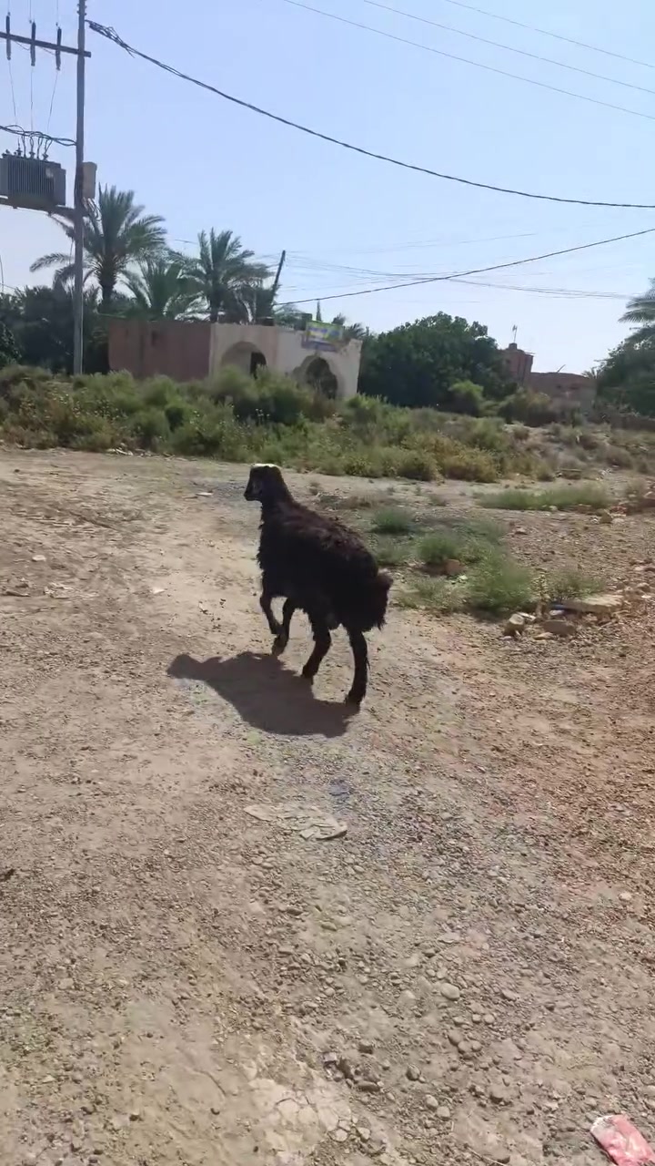 دجه غره اول ولد خشان فول مال جنيه وراها خاروف حلال نضيف درجه اولى المكان الرمانه
***********
