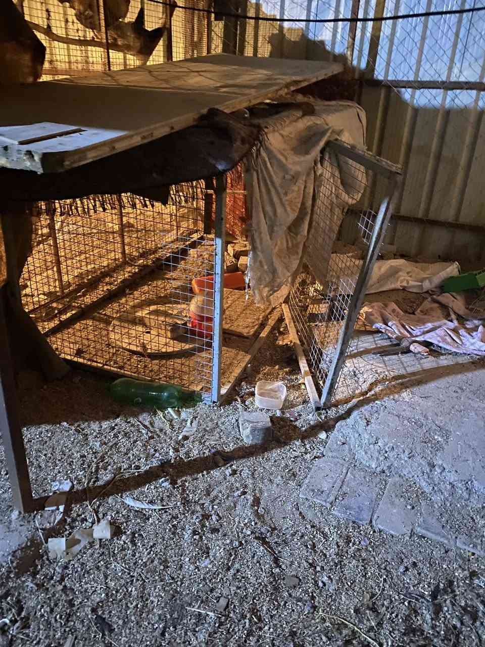 سلام عليكم 
اقفاص حديد للبيع
واحد ارتفاع ٣م وعرض ٣م 
واحد ارتفاع ٣ متر عرض ٤م
واحد ارتفاع متر وعمق ٢ك
***********
حي المشتل (حصن جعفر)
