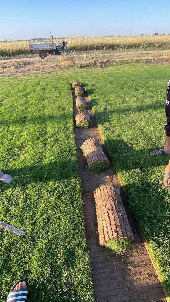 🌿 مزارع ديالى للثيل الطبيعي – جودة بلا حدود! 🌿
💚 نوفر لك أجود أنواع الثيل الطبيعي (هندي درجة أولى) – مناسب لجميع الاستخدامات:
🏡 المنازل | 
🌱سعر المتر المربع 1750 دينار 

🌳 الحدائق | ⚽ الملاعب | 🏢 الدوائر | 🏗️ المشاريع الاستثمارية
✔️ أسعار تنافسية لكل متر مربع
✔️ خصومات خاصة للكميات الكبيرة
✔️ نوفر جميع الأنواع: #هندي | #فرنسي | #إيطالي | #إسباني | #إنكليزي
📦 قدرة عالية على تجهيز كميات ضخمة للمشاتل والملاعب
🌱 نوعية ممتازة وزراعة احترافية – مع كادر متخصص لضمان أفضل النتائج!
🚚 التوصيل سريع، والثيل يصل إليك لباب بيتك!
📞 للطلب والاستفسار:
📲 ***********
📲 ***********
✅ الجودة الأفضل – ✅ الأسعار الأوفر – ✅ الخدمة الأسرع
