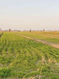 ١٦ دونم • طابو زراعي • سبع البور