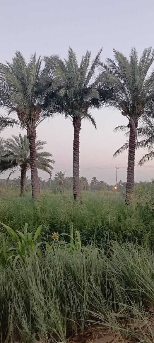 السلام عليكم للبيع مساحة ٤ دونم
مع كافة الخدمات متوفره تحويل سند ٢٥ بسم شخص واحد
عليه شارعين بدايت النيل قرب مخازن سيراميك مرجان
وطريق ثاني مقابيل كوين بارك وطب مسيجات وجاهزات يرهم مزرعة ومخازن وسكن بكيفك كلشي متوفر بيه
من يرغب بالشراء ينتصل ويدلل ***********/***********
تبعد عن مركز مدينة ١٠دقايق بلسياره 
تحياتي لكم اخوكم مالك السلطاني
