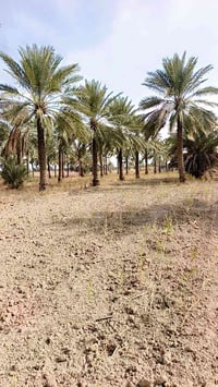 واسط العزيزيه • ١٦دونم • بستان وبيتين