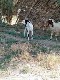 اخوان متاح جذعه شاميه خط اول وفطيمه يرهمن جني ويرهمن كصابه الي يريدهن ...