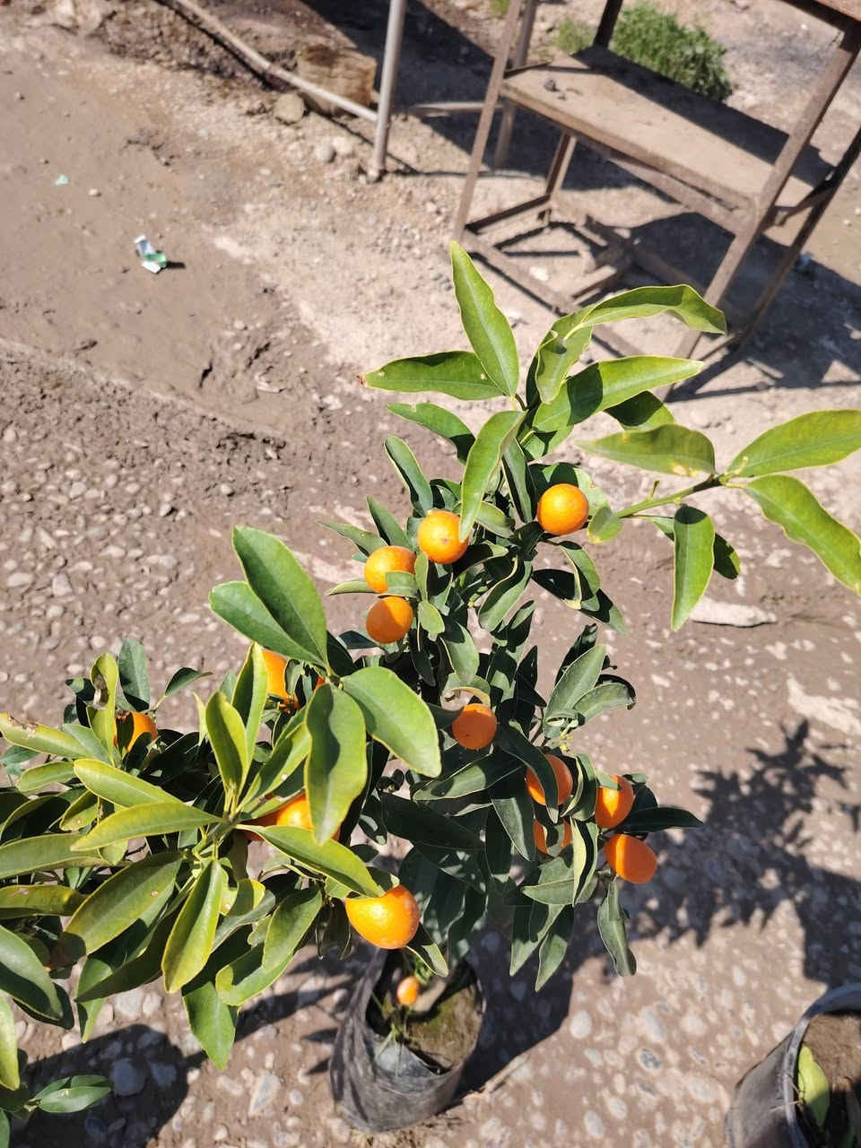 شجره برتقال
شجر برتقال صيني
شجره ليمون
***********
