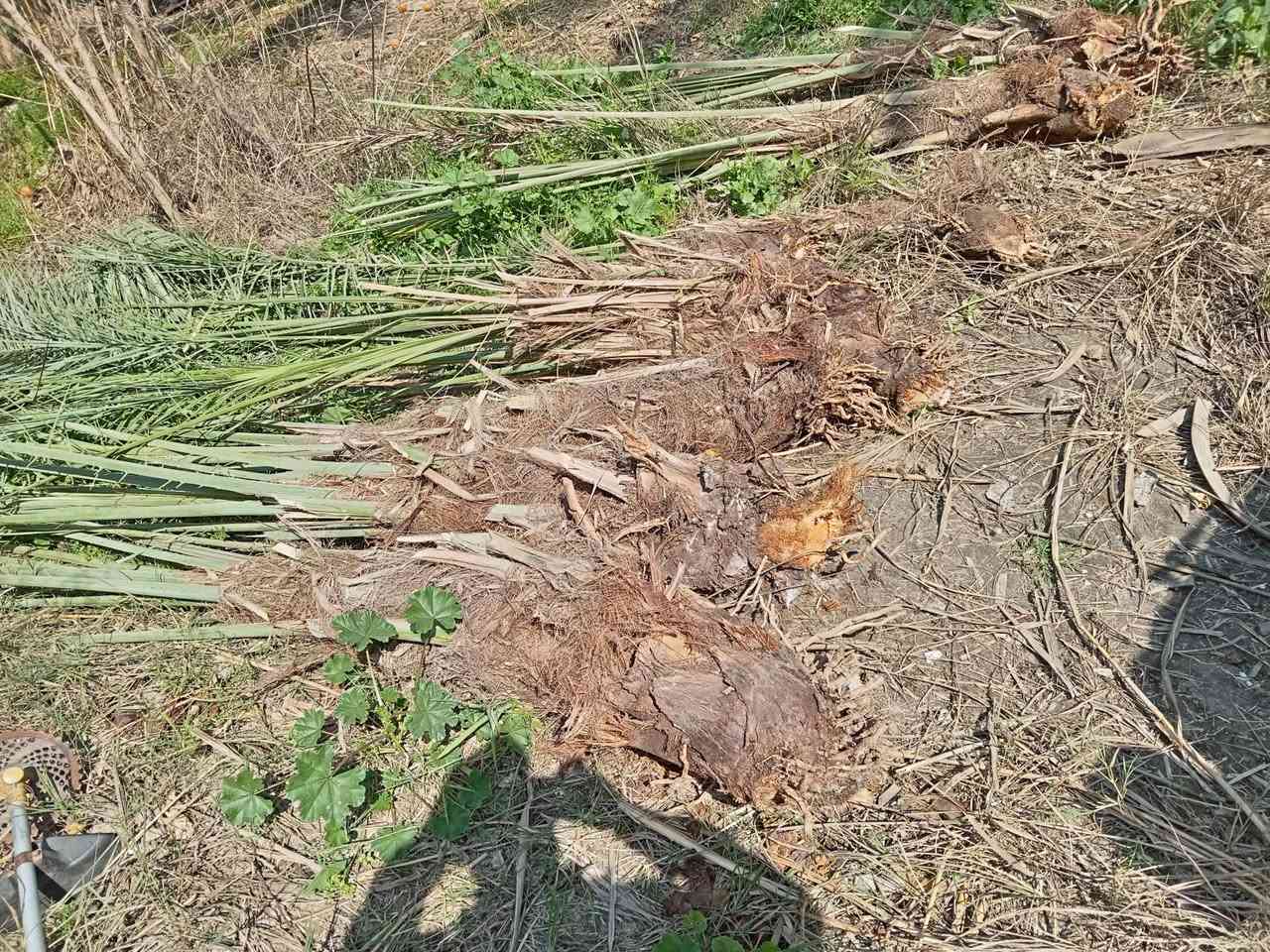 فسايل زهدي للبيع قنينة وفوك   
***********
***********
