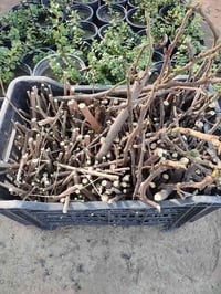 اقلام تين تكي • قرب بيت سيد راجوج