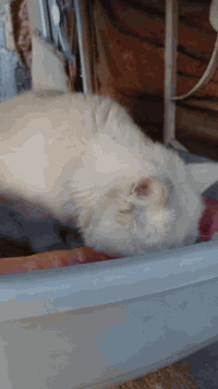 سلام عليكم ماعرف القطط هنا يجن لبيتي والمكان دوامي ماعرف ربي يريد يرزقني ثوابهن المهم...
هذا قط مال زينة حلو وهادى جدا جتي البيتنا قبل يومين لكيتها بلطرمة الصبح  الظاهر جتي على ريحة قطط البيت بس دخلتها جوة ونظفناها ووكلناها بس تعاركن وياها القطط مال البيت ياحسين منها...
 البارحة جانت جوعانة باتت بلطرمة خليتلها فراش ومكان دافي اليوم الظاهر استبردت احد يتبناها خطية مكاني بغداد الكرخ شارع حيفا ساحة الطلائع هذا رقمي بي واتساب ***********
