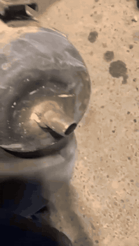 سلام عليكم اخوان من رخصت الادمن طبعا بريز اكزز للبيع سعر 300 وبيه مجال للشراي يشلع عيوني ياخذه ويروح اذا ما عنده مكان بغداد مدينه صدر لتواصل واتساب  فقط *********** 💖
