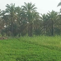 جوميسه الغربية • ١ دونم • خدمات كاملة