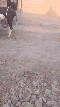 لي أصحاب البقار لي ميخلي احد يحلبة يوجد لدينا مثل هاذي الحلقات للستفسا...