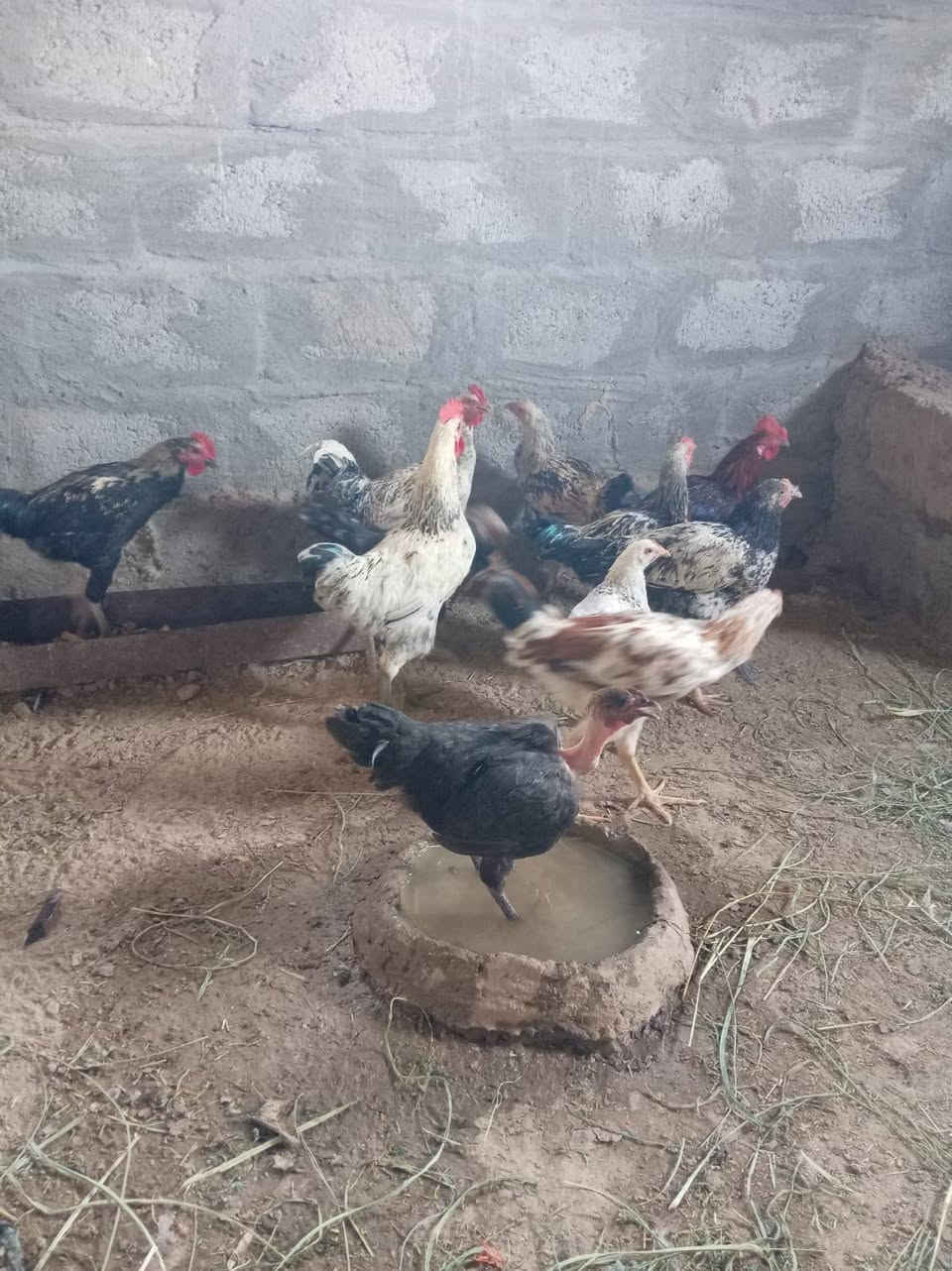 *********** دجاج للبيع ديوكه عرب الاصلي
