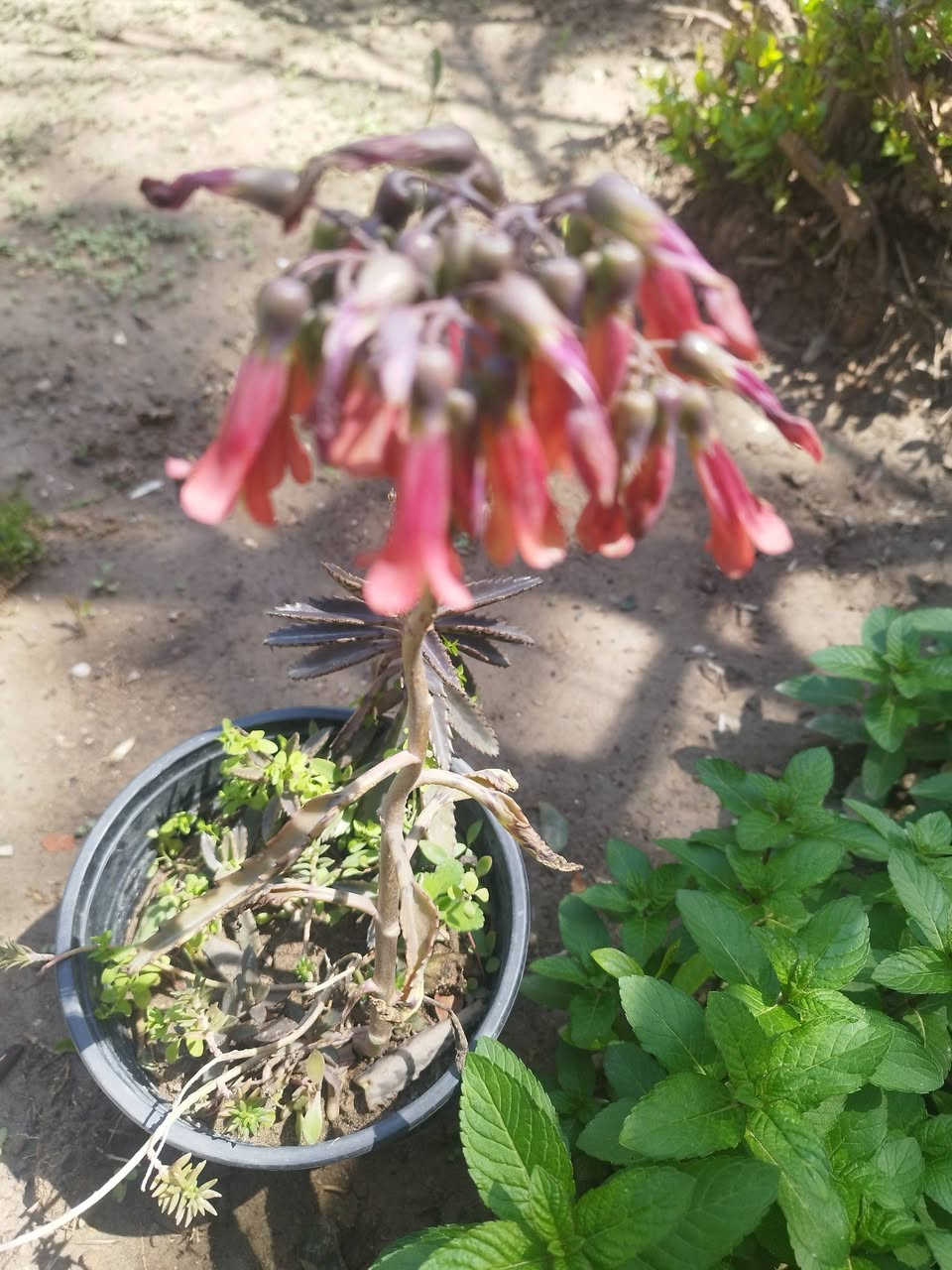 سلام عليكم 

متوفر أنواع الورد الدائمي الضلي و الشمسي 

مكاني الخالص حي الزهراء 

توصيل داخل الخالص للحجز :

***********
واتساب
