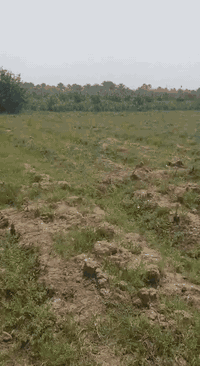 برينج العزيزيه • ١٤ دونم • طابو+عقد