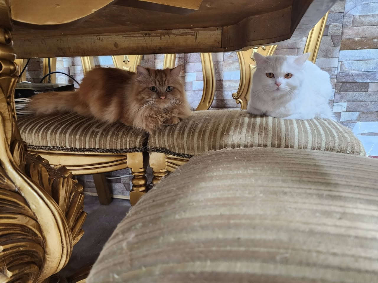 سلام عليكم ميز طعام 8 كراسي دمياطي مصري للبيع


**إذا كنت صاحب هذا الإعلان وتريد حذفه لأي سبب، رجاءا أرسل رسالة إلى الدعم الفني**