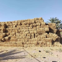 كبس • نجف ابو حازم • لبلاش