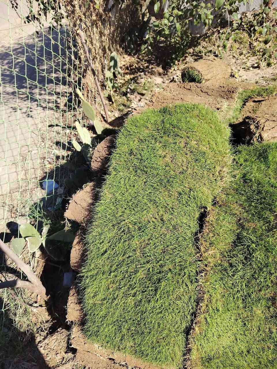 على بركة الله تعالى /يعلن مشتل بركات الزهراء عن وصول مجموعة مميزة من الأشجار والورود واشجار المثمرة واشجار الزينة وكذلك يتوفر لدينا ثيل هندي درجة اولى  زورونا لتجدو كل ما هو جديد ونادر العنوان الديوانية الشافعية منطقة المعمل للإستفسار الاتصال على الأرقام التالية ***********او ***********او مراسلتنا على الواتساب
