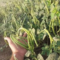 توجد لدينا بذور لوبيا صنف الامزون الايطاليه عموديه الحراريه للأستفسار ...