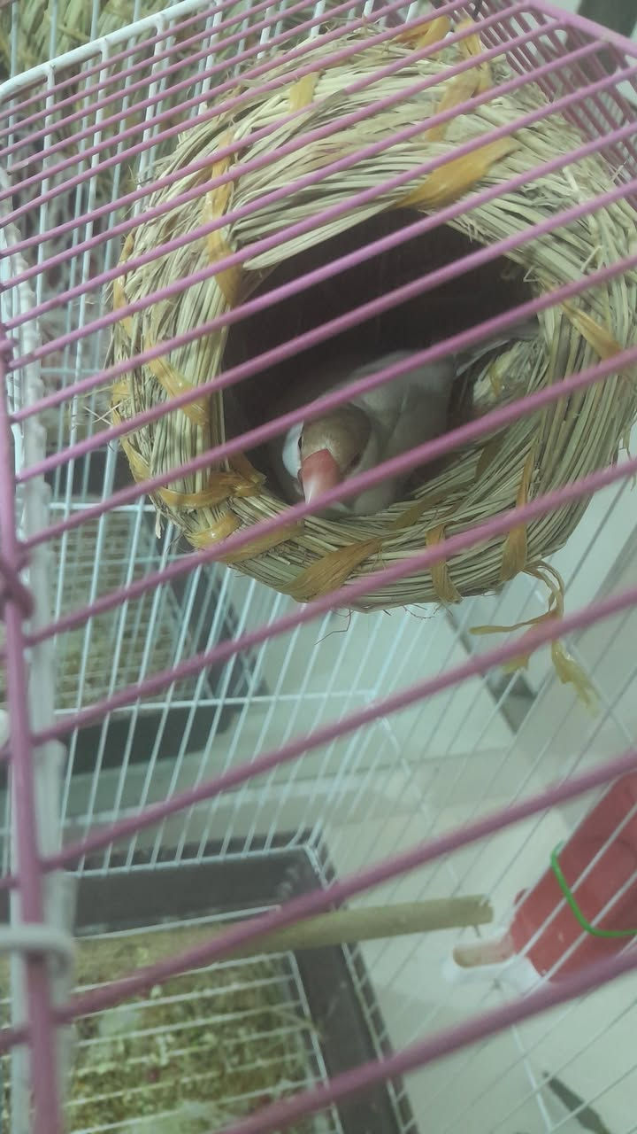 سلام عليكم إني مكلف بالنشر 
زوج أنثى وذكر جاوة لون عسلي حاليآ جواهن بيض العنوان قريب على أفران بغداد السعر ب 50 هنه والقفص كامل ملحقات


**إذا كنت صاحب هذا الإعلان وتريد حذفه لأي سبب، رجاءا أرسل رسالة إلى الدعم الفني**