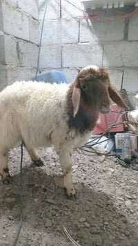 شباب فطيمه • للبيع