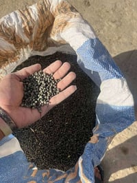 بذور أصلية • حواية درجة أولى • عمارة ميسان