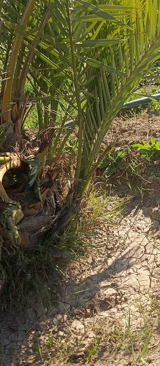 سلام عليكم 
متوفر فسائل 
(برحي نسيجي)العدد 7
سعر ع خاص


**إذا كنت صاحب هذا الإعلان وتريد حذفه لأي سبب، رجاءا أرسل رسالة إلى الدعم الفني**