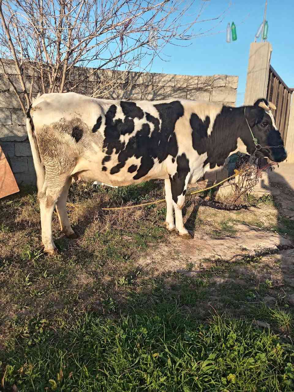 السلام عليكم يوجد هايشه للبيع للاستفسار الاتصال على الرقم ***********
