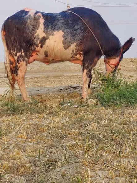 الله مصلي عل محمد والي محمد جاموسه البيع كامل المصفات جواه شفج حليب خير من الله كل شروط جني هدي كلش وجارع المكان ميسان العماره ***********
