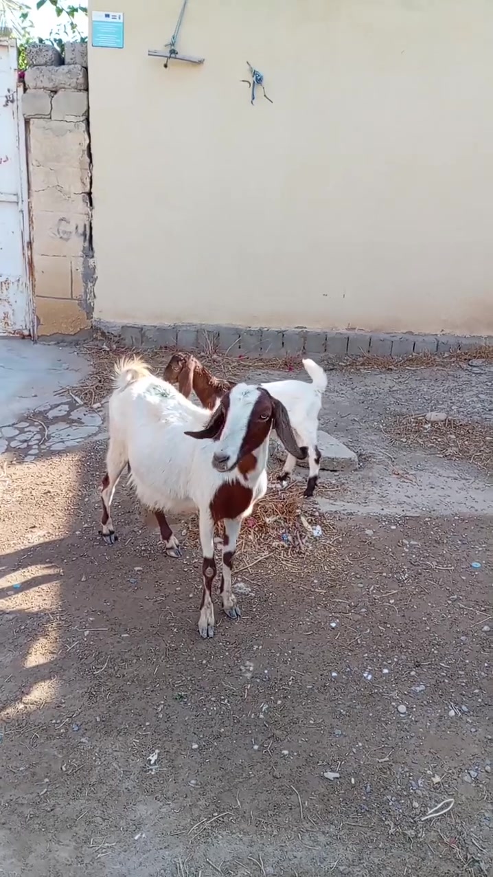 سلام عليكم لبيع عنز وراها صخله مضربه صخله على افقاني شرط نصاحه مكان بيجي حي العصري رقم الهاتف ***********
