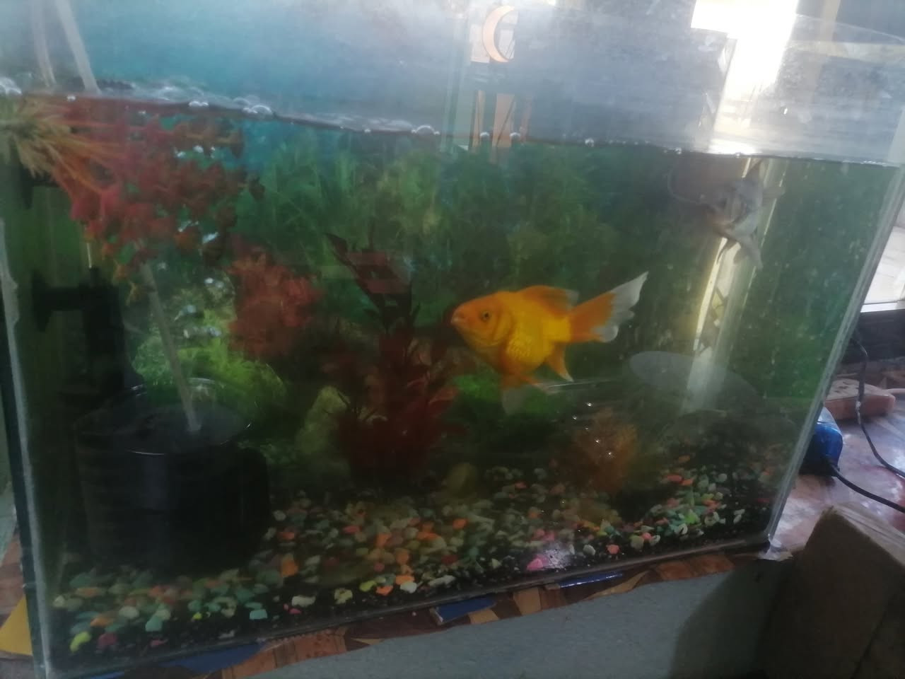 حوض سمك للبيع كامل غراضو وسمك السعر 60 للاستفار ***********
