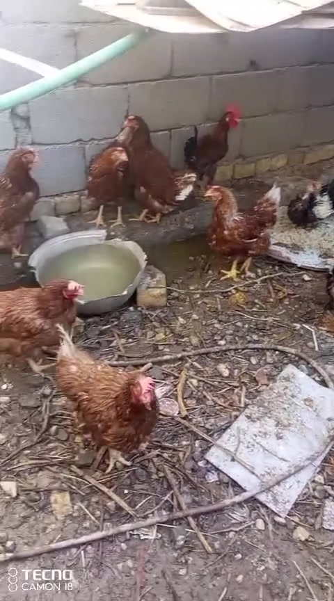 يالله السلام عليكم دجاج للبيع عدد الدجاج 9 و البش 3 مع الذكر 4 السعر الدجاج ؏ 5 و البش ؏ 10 والبش الذكر ؏ 25 دجاج بياض و البش بياض العنوان ناصريه مركز الاستفسار 👈🏻 *********** واتساب متواجد او خاص مزنجر...
