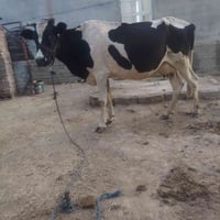 بقرة حليب • درجة أولى • سديره سفلئ