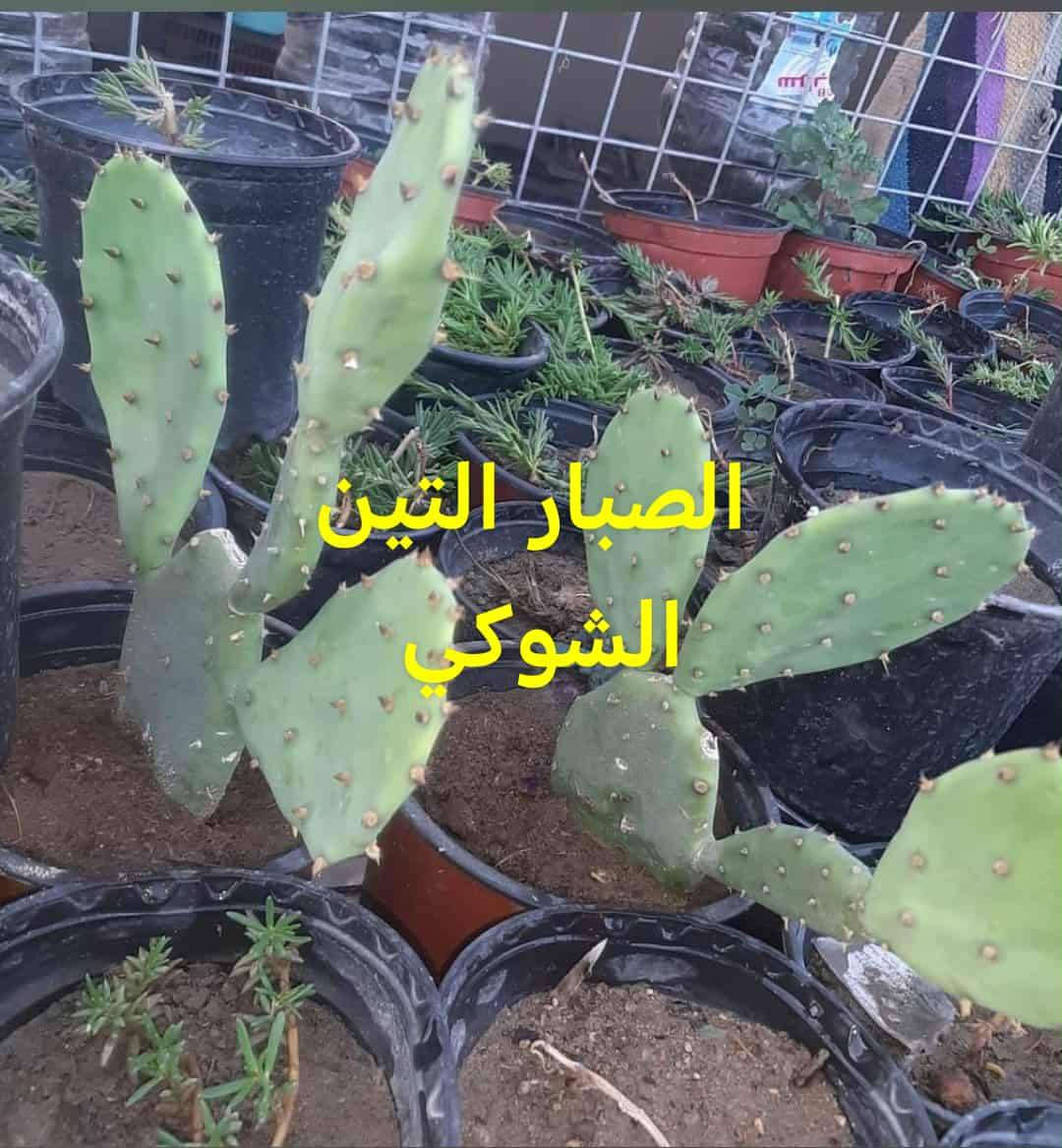 متاح لدينا شتلات نبات الصبار التين الشوكي لطلب والحجز واتساب ***********
السماوه أو مراسلة الصفحه يوجد خدمة توصيل طلبات داخل السماوه
