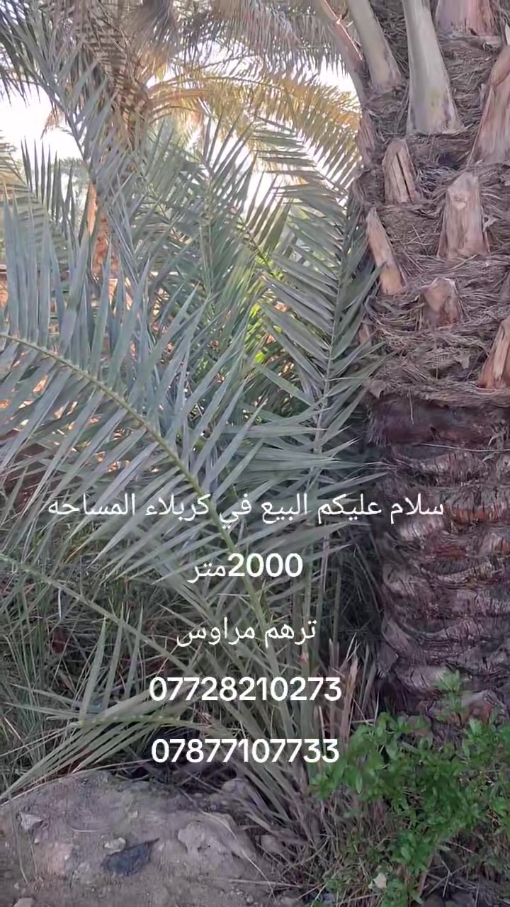 سلام عليكم البيع في كربلاء 2000متر تحويل اسهم مصطفي خان طريق بغداد هم اكو طريق عليه للاستفسار***********
***********
