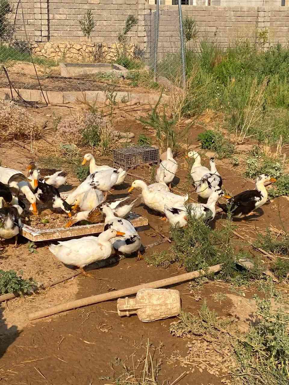 بط عادي للبيع
بطات حيل نضاف ومرتبات وسمان مالات بيت شرط
للتواصل  البيع شلع
***********
