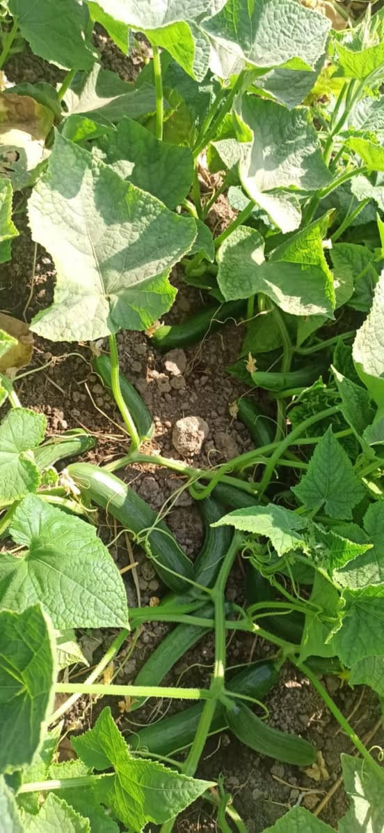 ثنا يو اس اكرسيد


**إذا كنت صاحب هذا الإعلان وتريد حذفه لأي سبب، رجاءا أرسل رسالة إلى الدعم الفني**